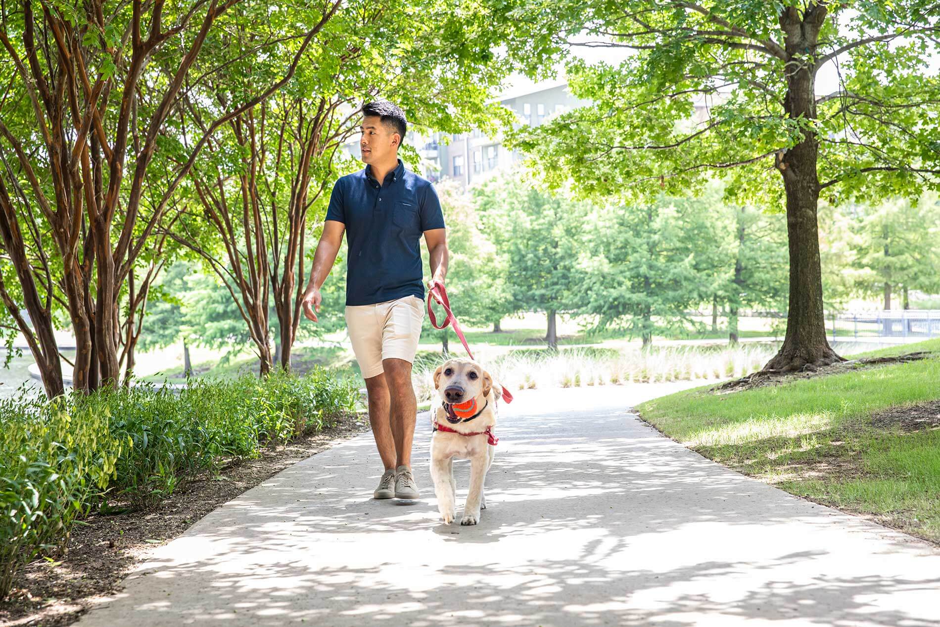 Man walking dog in park
